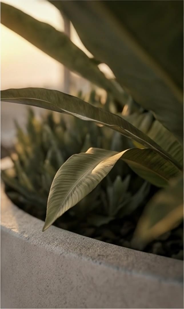 Hedra visual study: Planting and natural light